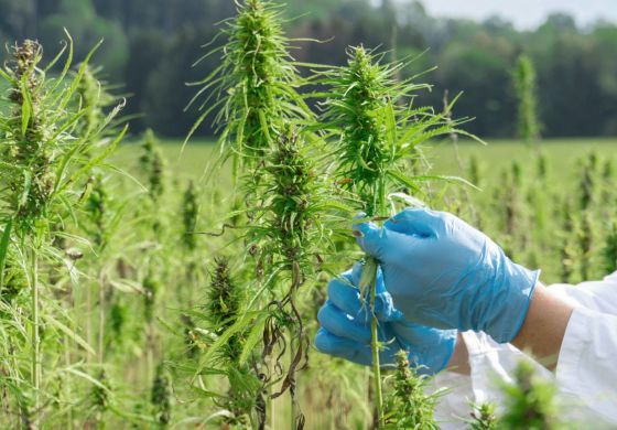 Cannabis medicinal: una ley solo para hacer negocios
