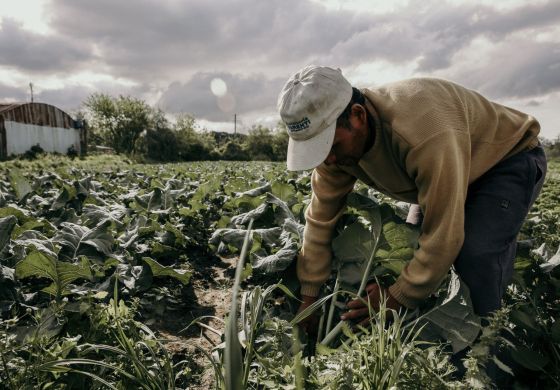 Una respuesta al cambio climático: alimentarnos 