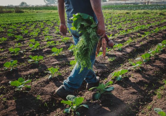 El campo que nutre la Soberanía Alimentaria