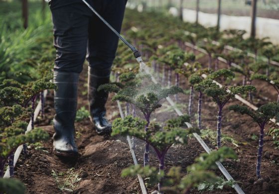 Riego de plantaci�n de Kale.