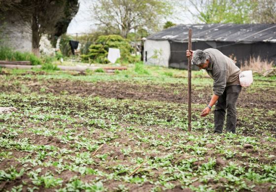 Maíz: de la alimentación ancestral al atraso nacional