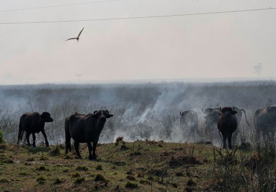 Incendios en Corrientes: monocultivos, arroceras y lobby por las pasteras