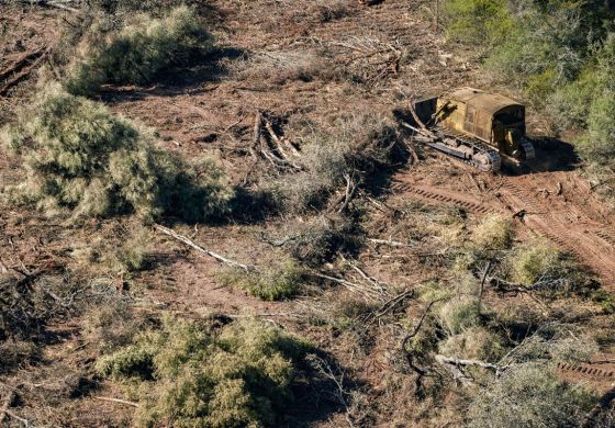 En el Impenetrable, vía libre a la deforestación