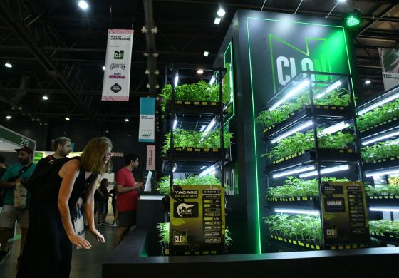 Cannabis: entre el cierre de la industria y la lucha contra la criminalización