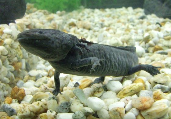 El axolote es el emblema del Mundial pero está en peligro de extinción 